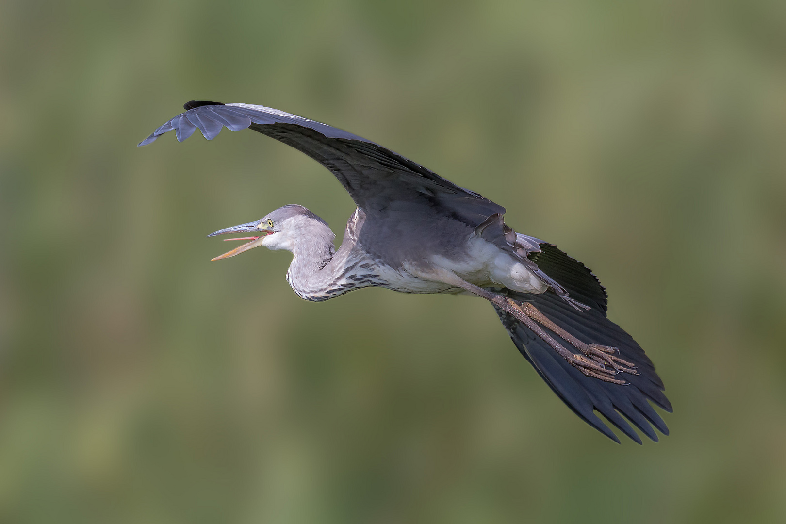 Gray heron in the flyby