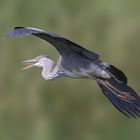Gray heron in the flyby