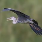 Gray heron in the flyby