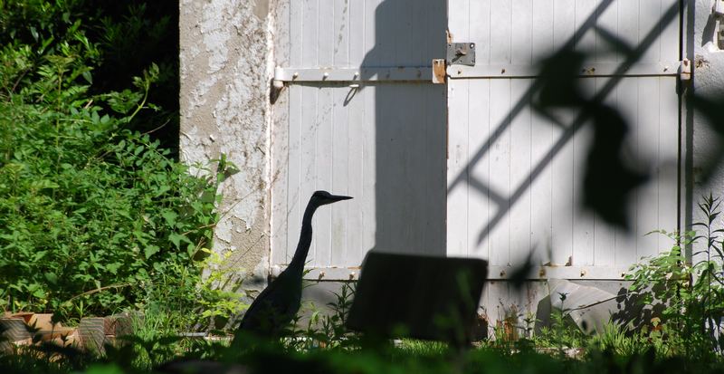 Gray heron on derelict land