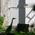 Gray heron on derelict land