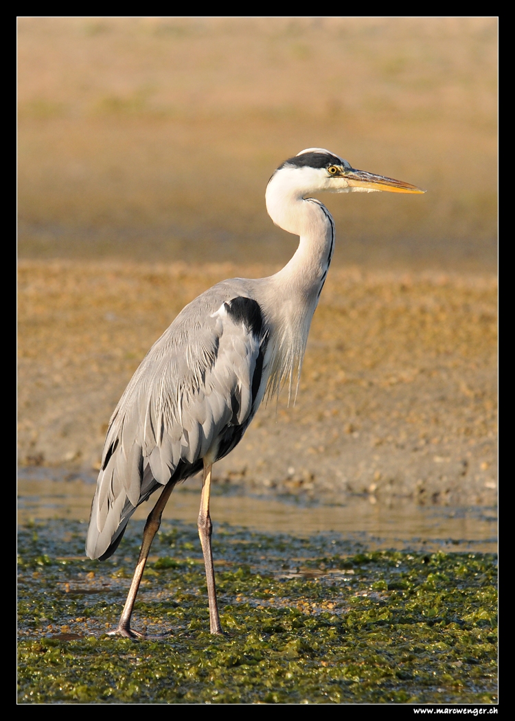 Gray Heron on Miyajima - Japan