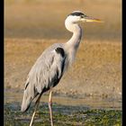 Gray Heron on Miyajima - Japan