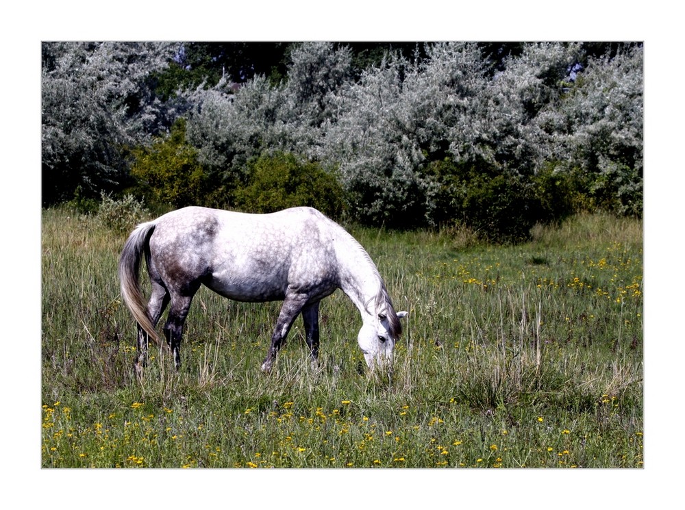 gray horse