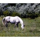 gray horse