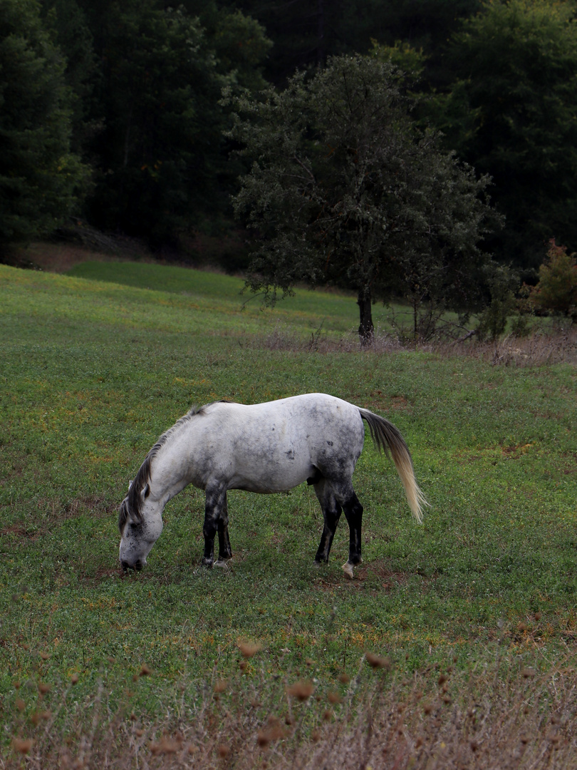 Gray horse