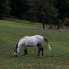 Gray horse