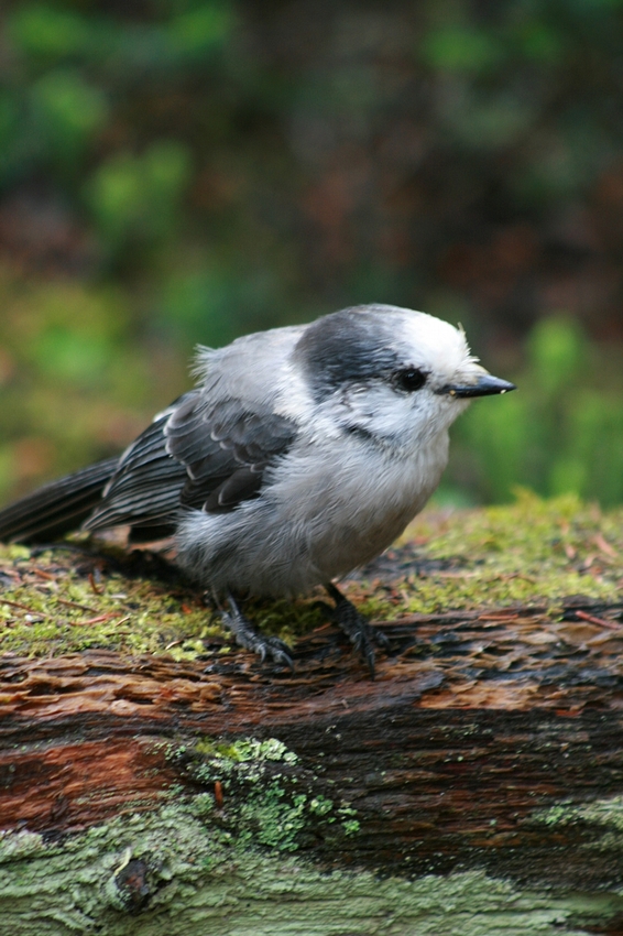 Gray Jay