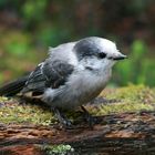 Gray Jay