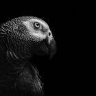 Gray Parrot