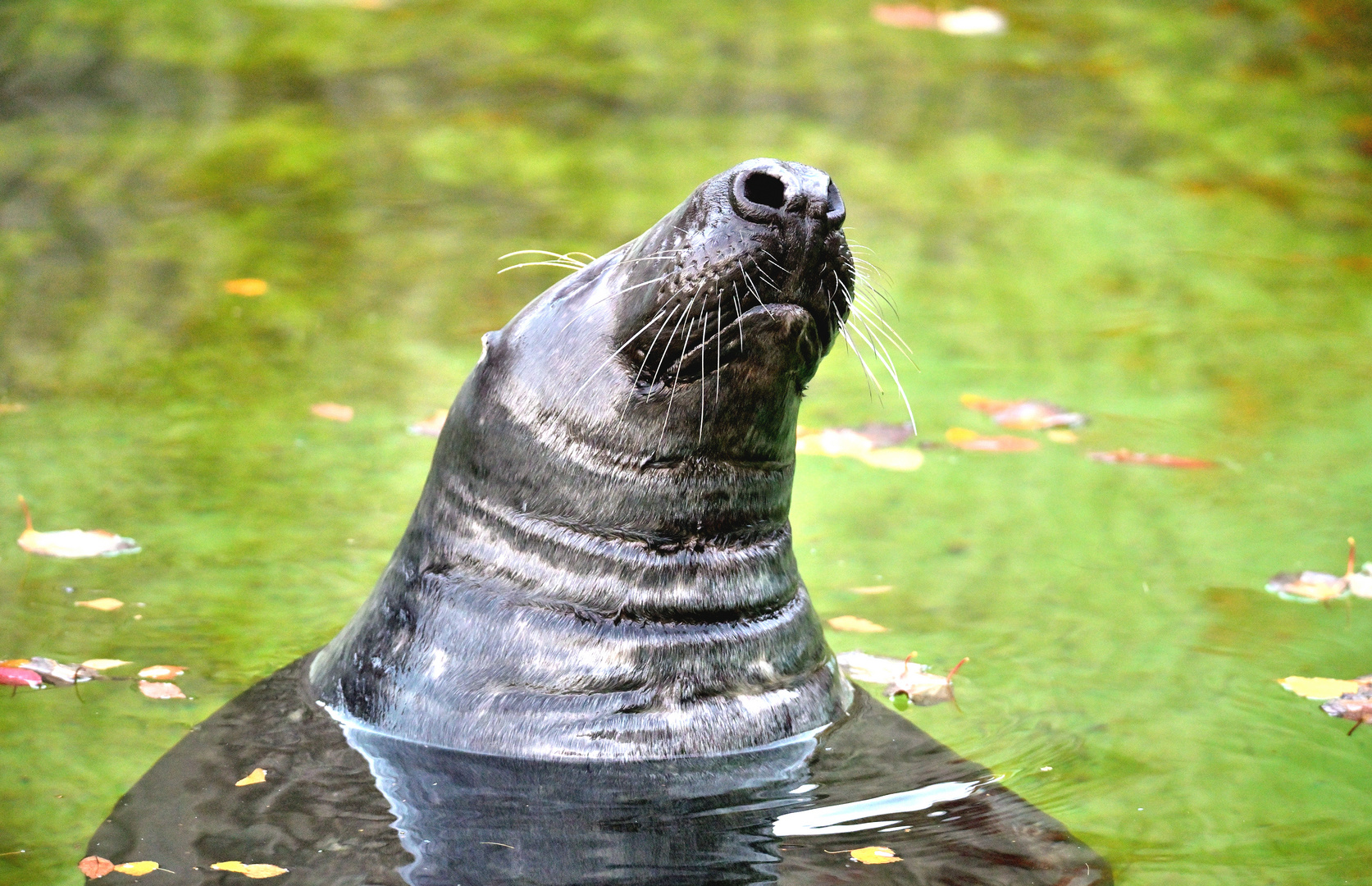 Gray seal