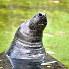 Gray seal