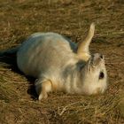 gray seal pup