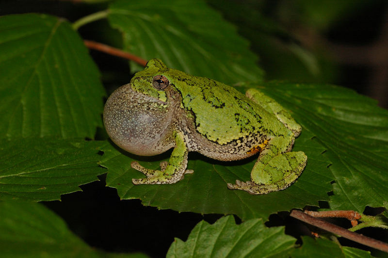 Gray Tree Frog