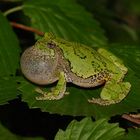 Gray Tree Frog