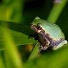 Gray Treefrog