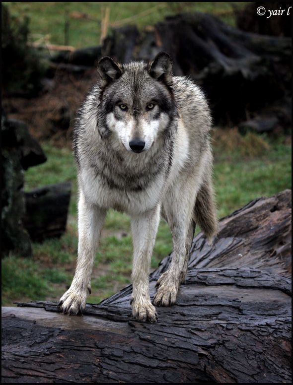 gray wolf