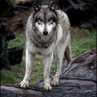 gray wolf