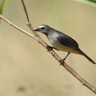 Grayish Saltator