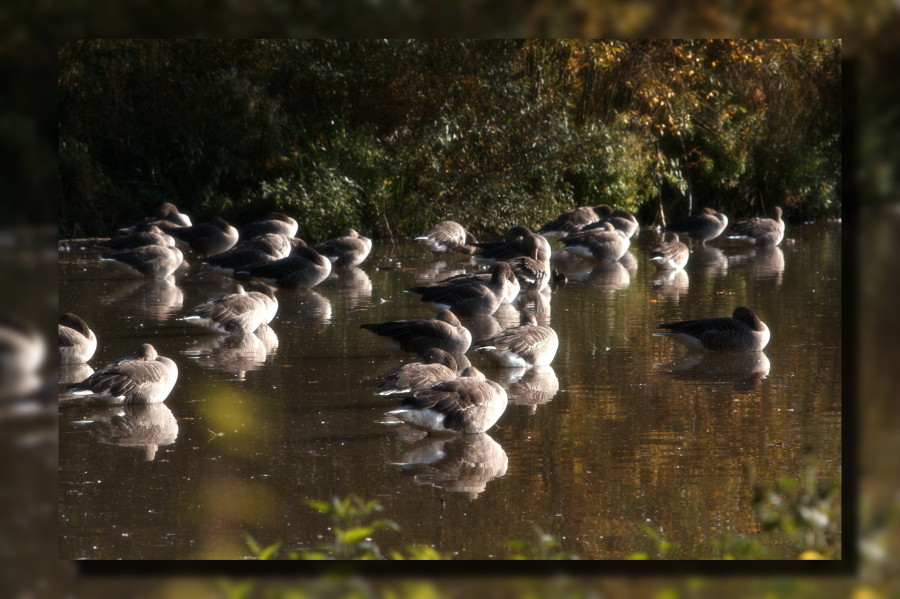 Graylag Goose