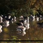 Graylag Goose