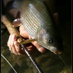 grayling