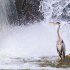 Graza en la cascada