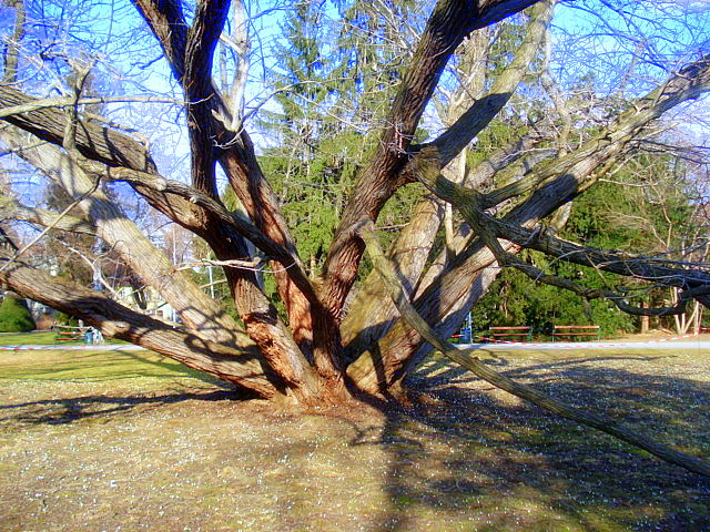 Grazer Stadtpark die ersten Frühlingsboten im Februar