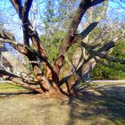 Grazer Stadtpark die ersten Frühlingsboten im Februar