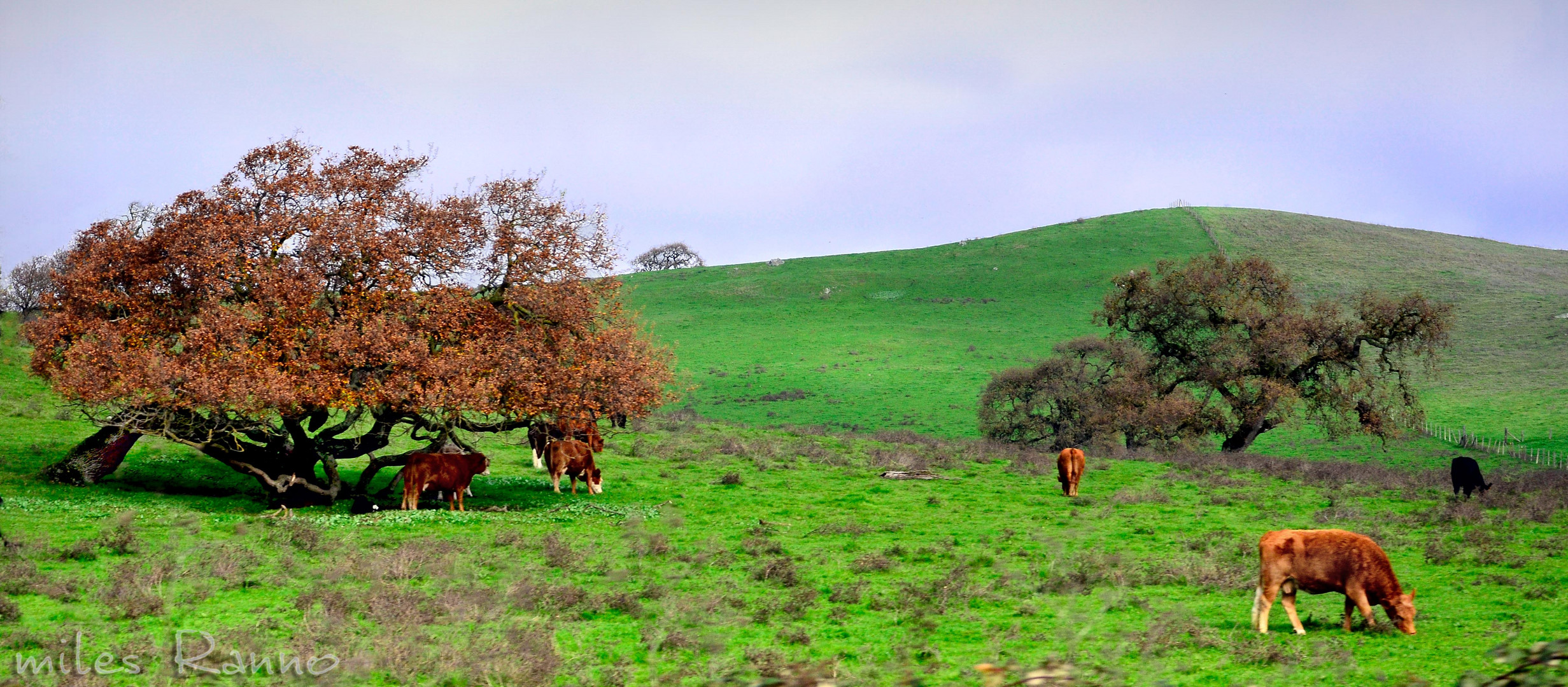 Grazers Along the Great 101