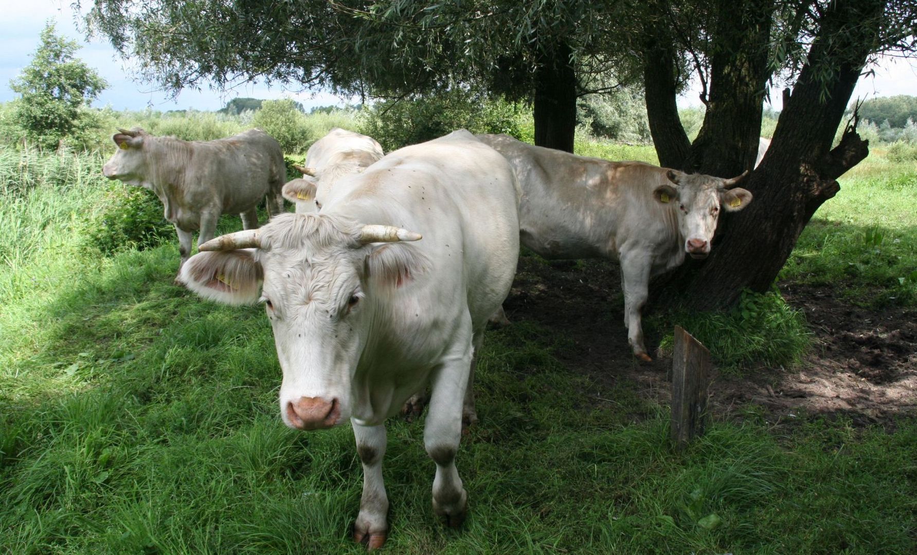 grazers in het natuurgebied kampina