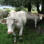 grazers in het natuurgebied kampina