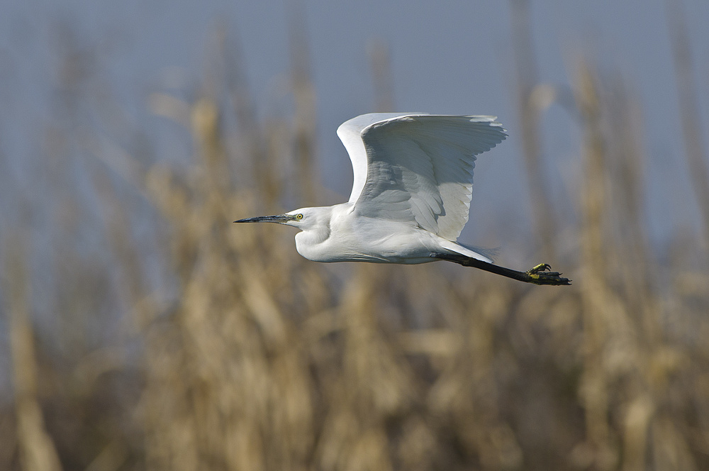 Grazia in volo