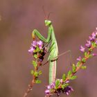 Grazie - Europäische Gottesanbeterin ( Mantis religiosa) 