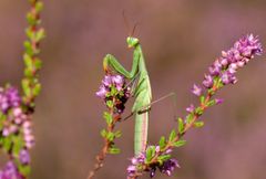 Grazie - Europäische Gottesanbeterin ( Mantis religiosa) 