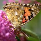 Grazie und Anmut-Der Schmetterling