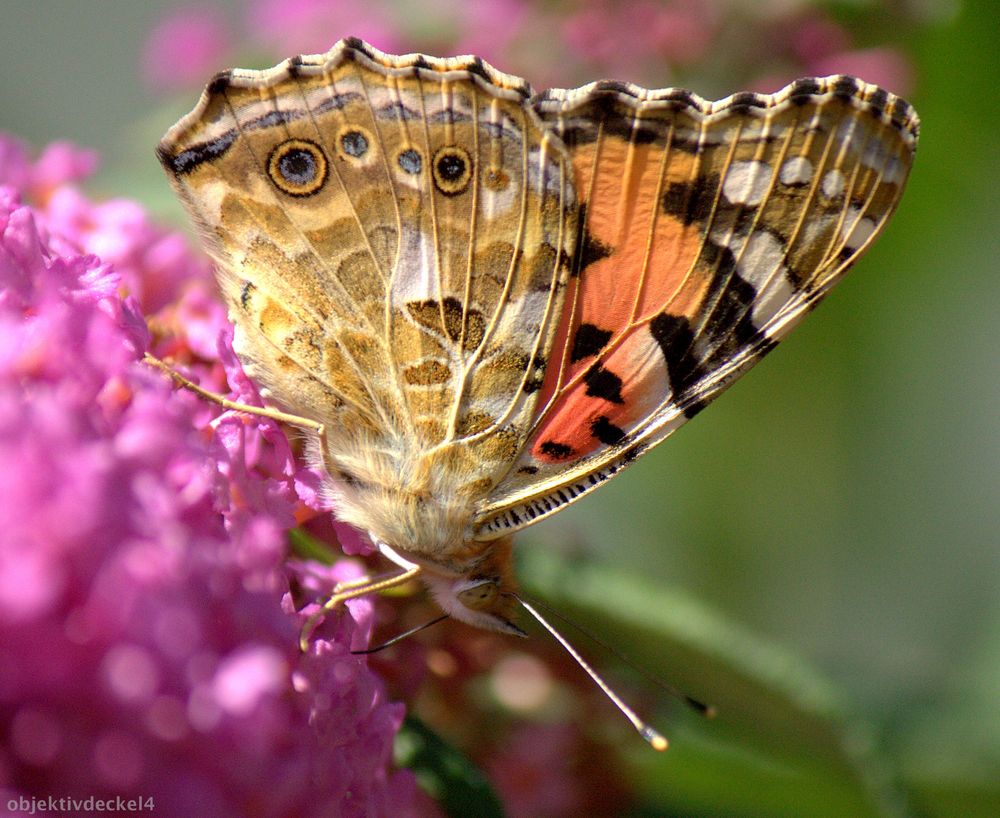 Grazie und Anmut-Der Schmetterling