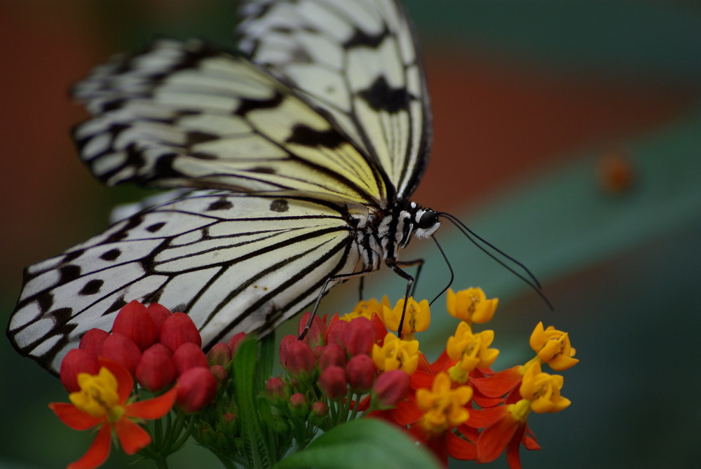 Grazile Natur