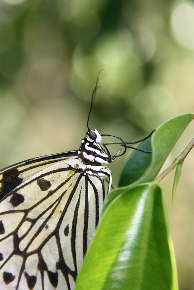 grazile Schönheit - Schmetterling 1