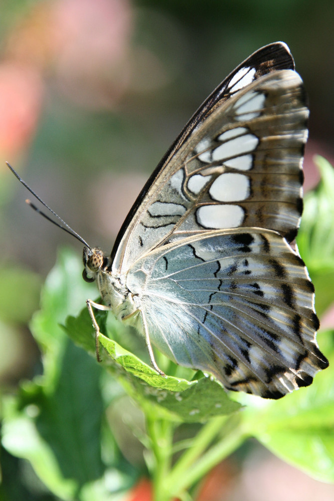 grazile Schönheit - Schmetterling 2