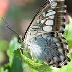 grazile Schönheit - Schmetterling 2