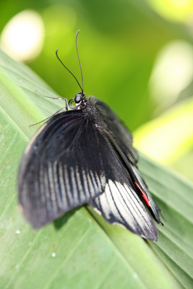 grazile Schönheit - Schmetterling 3