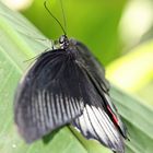 grazile Schönheit - Schmetterling 3