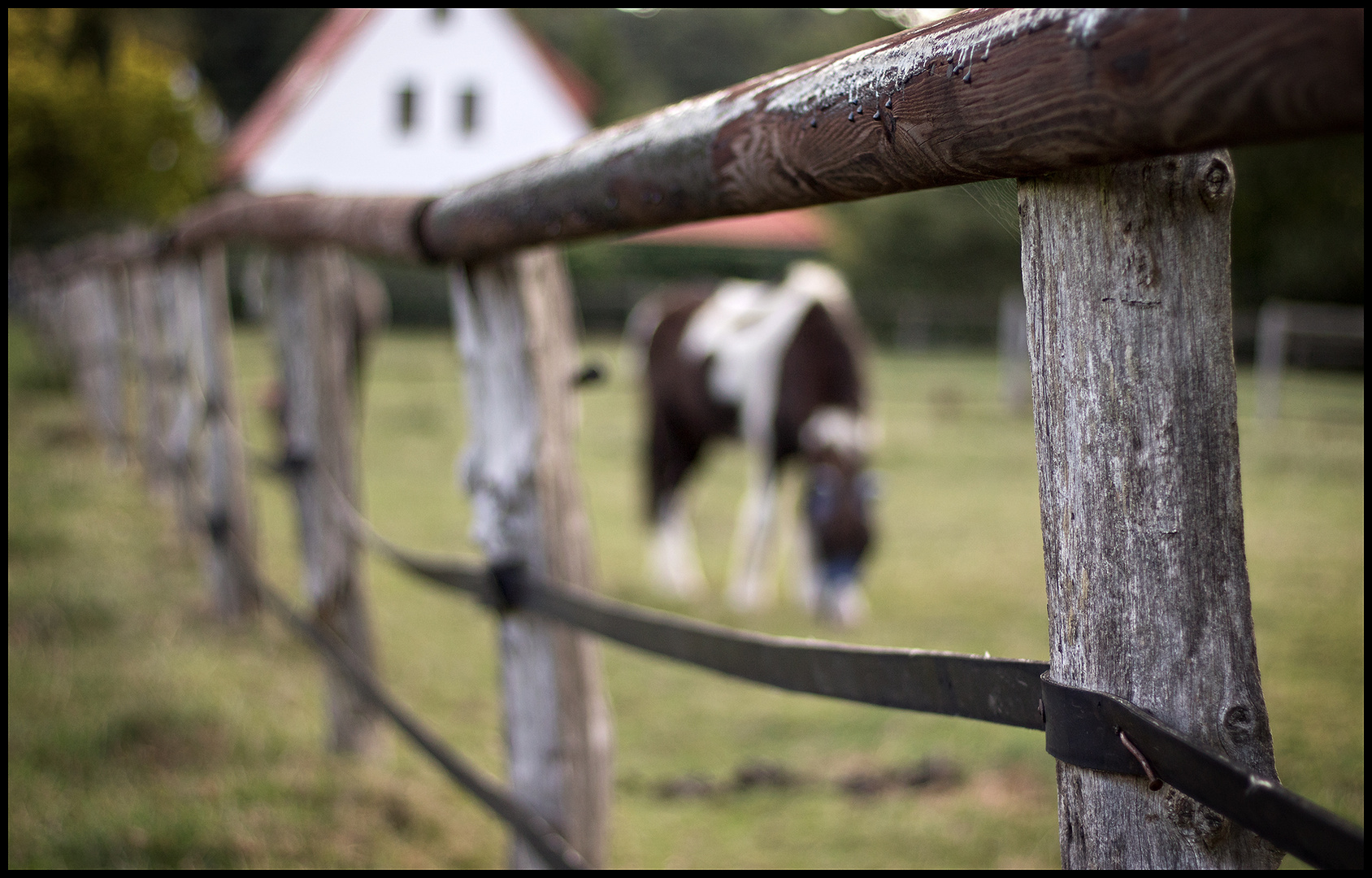 Grazing all day long