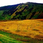 Grazing cattle in the colombian andes