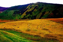 Grazing cattle in the colombian andes