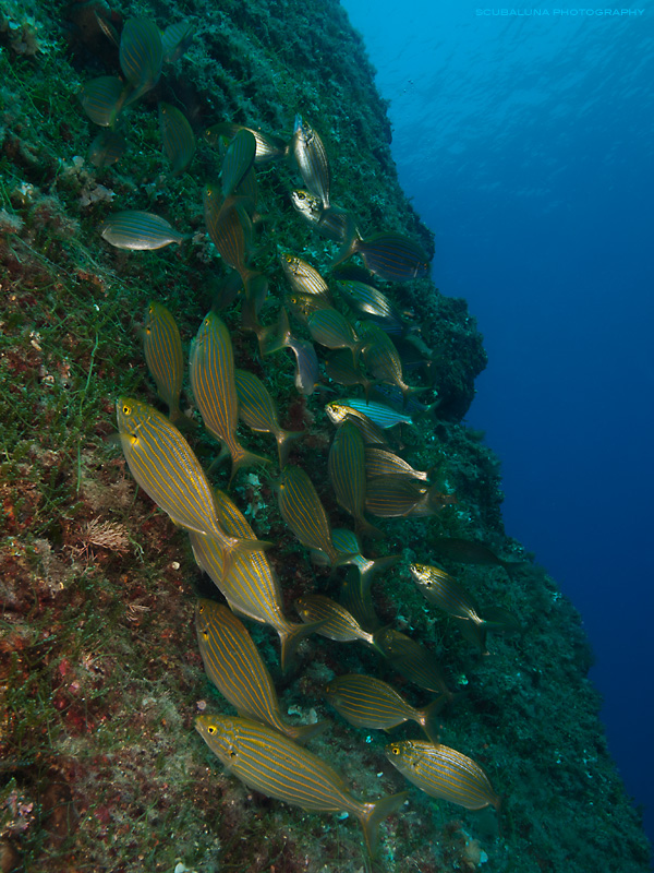 Grazing cow breams (Sarpa salpa)