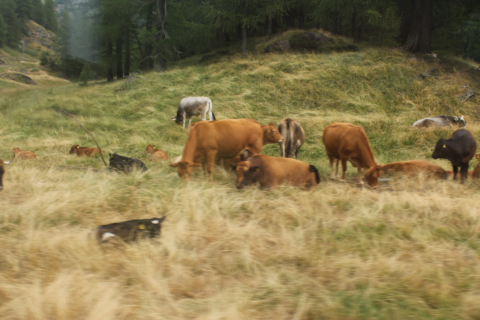 grazing cows