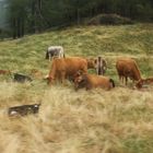 grazing cows