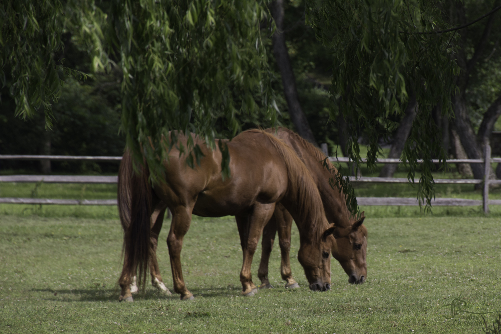 Grazing